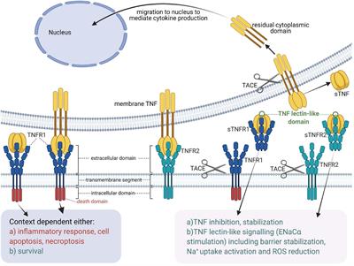 Dichotomous Role of Tumor Necrosis Factor in Pulmonary Barrier Function and Alveolar Fluid Clearance